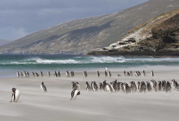 South Atlantic, Saunders Isl Magellanic penguins